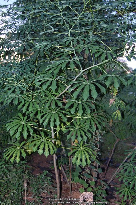 Entire plant photo of Hardy Tapioca (Manihot grahamii) uploaded to Garden.org by purpleinopp Tapioca Plant, Photo Location, Tropical Plants, Gardening Tips, Garden Design, Plants, Flowers, Nature