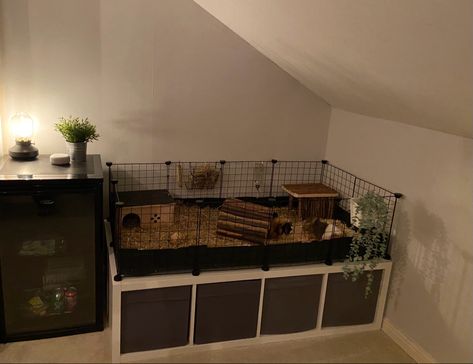 Guinie Pig House, Animal Cage Ideas, Gineau Pig Cage Ideas, Guinea Pig Aesthetic Cage, Guine Pig Cage Ideas, Guine Pig Cage, Guenia Pig Cages, Guinea Pig C&c Cage Ideas, Guinea Pig Set Up Ideas