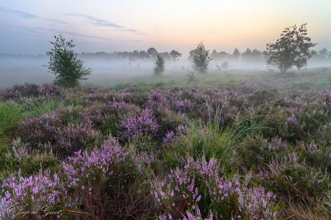 Foggy Morning, Landscape Scenery, The Fog, Nature Aesthetic, Pretty Places, Belleza Natural, Mother Earth, Pretty Pictures, Beautiful World