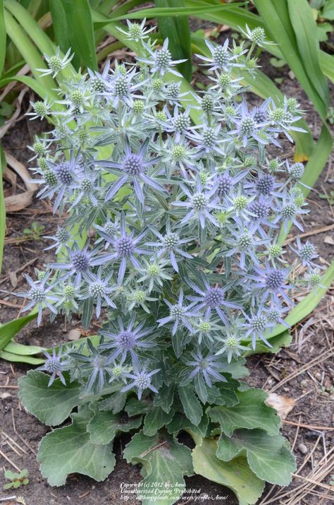 Photo of Sea Holly (Eryngium planum 'Blue Hobbit') uploaded by Anne Eryngium Planum, Holly Flower, Holly Plant, Garden Flowers Perennials, Seaside Garden, Flower Identification, Alpine Garden, Drought Tolerant Landscape, Backyard Plants