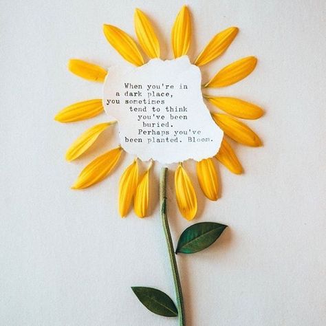 Bloom! – Catherine's Touch Flower Quotes Love, Sunflower Quotes, Mantra Bands, Trendy Flowers, Fruit Of The Spirit, Flower Quotes, Note To Self, Brighten Your Day, Beautiful Words