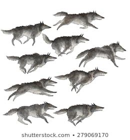 Running Drawing, Running Images, Wolf Running, Wolf Illustration, Wolf Drawing, Call Of The Wild, Wolf Pack, Animal Paintings, Wolves