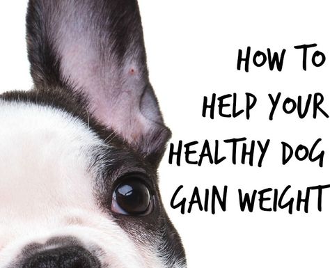 What do you do when your otherwise healthy pup is a little on the skinny side? Check out our tips to help your healthy dog gain weight with the right diet! Dog Gain Weight Help, Help Dog Gain Weight Healthy, Weight Gain For Dogs, Dog Remedies, Dog Health Tips, Dog Weight, Dog Nutrition, Dog Facts, To Gain Weight