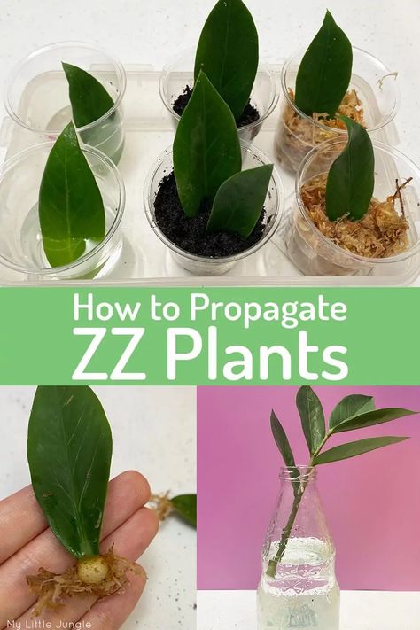 Propagating Leaves In Water, Propagating Plants In Water Tips, How To Propagate Indoor Plants, Planting Propagated Plants, Zz Plant Propagation Leaves, How To Propagate Plants In Water, Black Zz Plant Care, Propagate Zz Plant In Water, Repotting Zz Plant