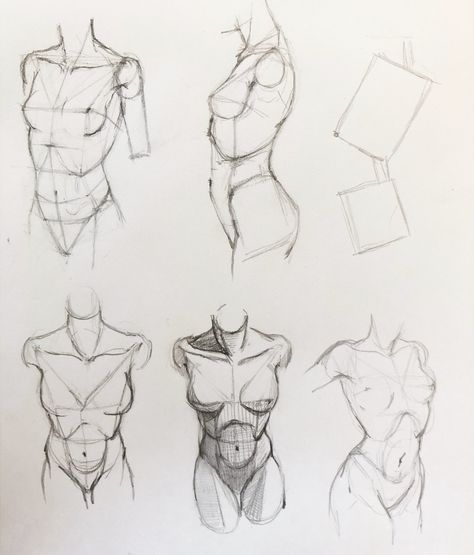 Anatomy Study Art Female, Women’s Anatomy Drawing, Torso Anatomy Reference Female, Torso Sketch Female, Female Anatomy Drawing Guide, Female Anatomy Drawing Study, Realistic Body Sketch, Human Anatomy Art Sketches, Female Anatomy Drawing Sketches