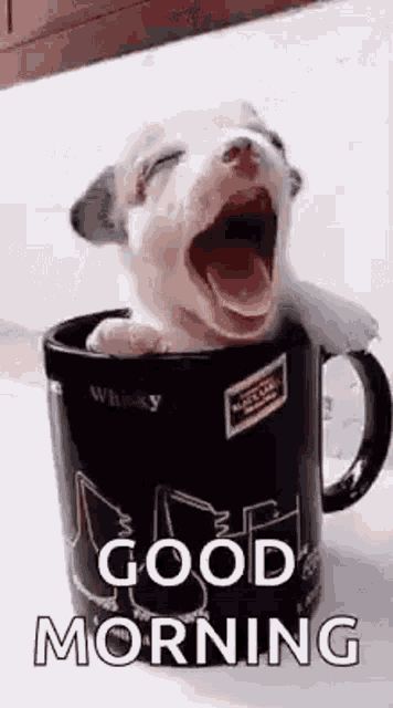 Good Morning Puppy GIF - GoodMorning Puppy Yawn - Discover & Share GIFs Good Morning Kiss Gif, Good Morning Puppy, Good Morning Rain, Psy Chihuahua, Cute Good Morning Gif, Beste Gif, Good Morning Smiley, Good Morning Kisses, Dance Gif