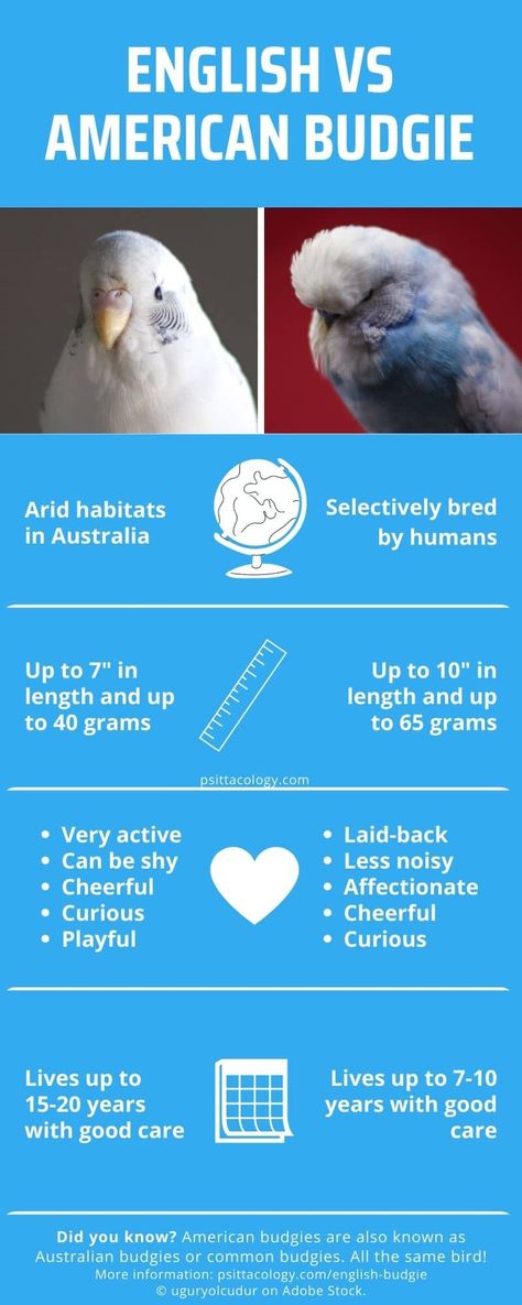 Ever been at the pet store, looking at their budgies, and confused to see two different-looking types of these parakeets with a significant price difference? You wouldn't be the first! English budgies and common budgies are very much alike, but there are also significant differences. What do you need to know? And which type should you add to your feathered family? Breeding Budgies, English Budgie, Parakeet Care, Budgies Parrot, Parrot Diet, Bird & Wildlife Houses, Conure Parrots, Budgies Bird, Budgie Parakeet