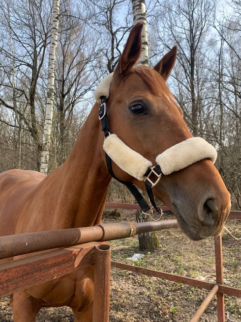 Chestnut Horse Aesthetic, Horseback Riding Outfit, Aesthetic Equestrian, Riding Outfit Equestrian, Chestnut Horses, Horsey Life, Horse Riding Aesthetic, Equestrian Outfit, Horseback Riding Outfits