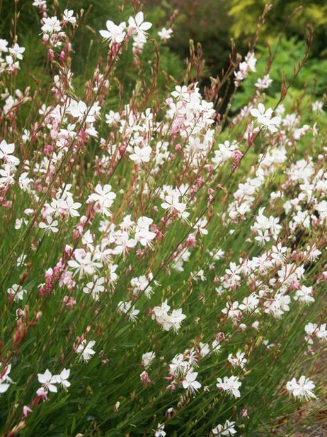 Gaura Plant, Whirling Butterflies, Perennial Border, Wildflower Garden, White Gardens, Back Garden, Types Of Plants, Front Garden, Dream Garden