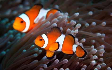 How much do we know about the clownfish, apart from the fact that it was starred in the famous animated movie, 'Finding Nemo'? Real clownfish differ greatly from what has been portrayed in the movie, the calm and innocent Nemo.   #clownfish #clownfishfacts #clownfishanemone #clownfishanemonefindingnemo #fishfacts #interestingfactsaboutclownfish Clown Fish Wallpaper, Clownfish, Fish Wallpaper, Marine Fish, A Clown, Reef Aquarium, Saltwater Aquarium, Beautiful Fish, Colorful Animals