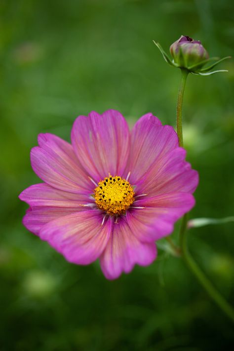 Cosmos Bipinnatus, Most Popular Flowers, Home Grown Vegetables, Seed Catalogs, Garden Greenhouse, Pollinator Garden, Grass Seed, Hardy Perennials, Home Flowers