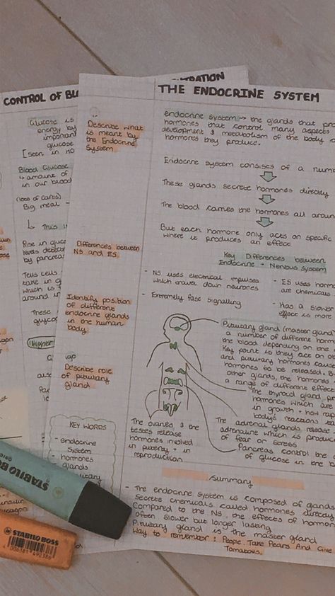 tried to follow the Cornell method with my biology notes and quite like how it turned out Notes Taking Methods Notebooks, Example Of Cornell Notes, Cornell Notes Physics, Note Taking Organization, How To Take Cornell Notes, Cornell Style Notes, Aesthetic Notes Cornell, Cornell Notes Anatomy And Physiology, Cute Cornell Notes