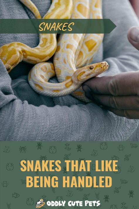 Learn about the best snakes for handling. If you're getting a new snake check out the ones we recommend for being handled often. [DETAILS] Types Of Pet Snakes, Snake Rack Diy, Corn Snake Cute, Dumerils Boa, Pet Snakes For Beginners, Snake Enrichment, Snake Breeding, Snake Habitat, California King Snake