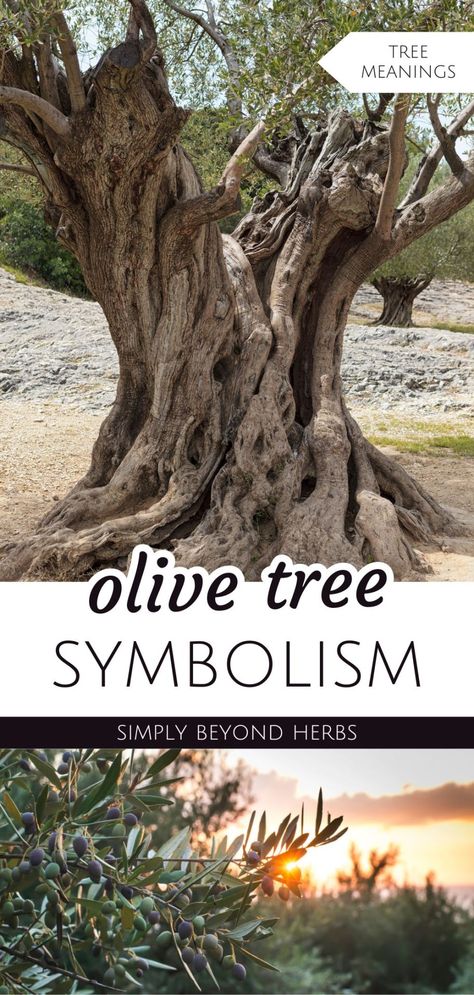 Dive into olive tree symbolism within the realm of tree meanings. These majestic trees, symbolize peace and goodwill, carry a profound spiritual significance rooted in ancient traditions and biblical stories. Uncover the deep connections olive trees have with construction of sacred spaces and their enduring symbolism in various cultures. Find more plant symbolism, spiritual meaning, and tree symbolism at simplybeyondherbs.com Ancient Olive Tree, Olive Tree Symbolism, Olive Tree Meaning, Olive Branch Quotes, Olive Tree Art, Someday Tattoo, Rose Oil For Skin, Tree Symbolism, Plant Symbolism