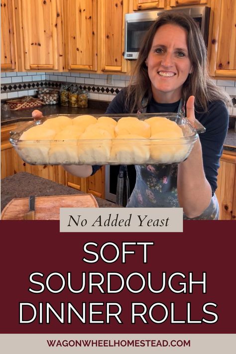 Soft Sourdough Dinner Rolls - No Added Yeast (Video) - Wagon Wheel Homestead Discard Dinner Rolls No Yeast, Discard Sourdough Rolls Easy, Sourdough Discard Dinner Rolls No Yeast, Sour Dough Discard Dinner Rolls, Sourdough Rolls No Yeast, Sourdough Dinner Rolls No Yeast, Sourdough Rolls From Starter No Yeast, Overnight Sourdough Dinner Rolls, Fast Sourdough Rolls