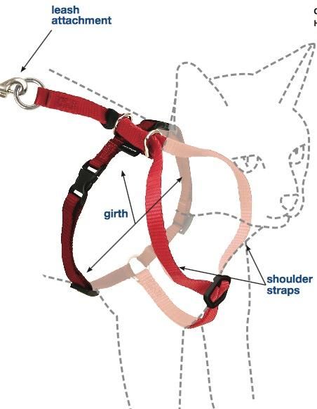 Pet Supplies : PetSafe Come With Me Kitty Harness and Bungee Leash, Harness for Cats, Medium, Black/Silver : Pet Halter Harnesses : Amazon.com Cat Body, Cat Leash, Cat Harness, Come With Me, Orange Tabby, Pet Harness, Cat Stuff, Indoor Cat, Cat Diy