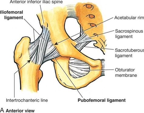 Anterior aspect of the hip including capsule and ligaments Hip Ligaments, Pelvic Anatomy, Hip Anatomy, Upper Body Stretches, Gross Anatomy, Human Body Unit, Healthy Man, Human Body Anatomy, Medicine Student