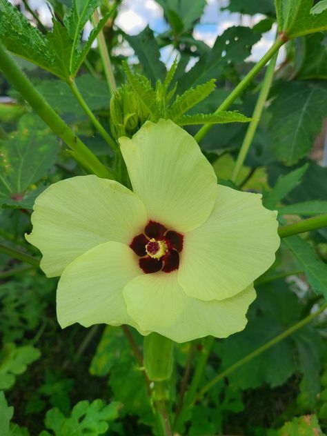 Beautiful okra flower beginning my end harvest of okra. Okra Flower, Acre Homestead, Okra, Botany, Tattoos, Plants, Flowers, Floral, Quick Saves