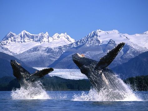 Seeing whales By Sea Shepherd Denver Alaska Wallpaper, Whale Wallpaper, Visit Alaska, Alaska Cruise, Alaska Travel, Humpback Whale, Blue Whale, Ocean Creatures, Whale Watching