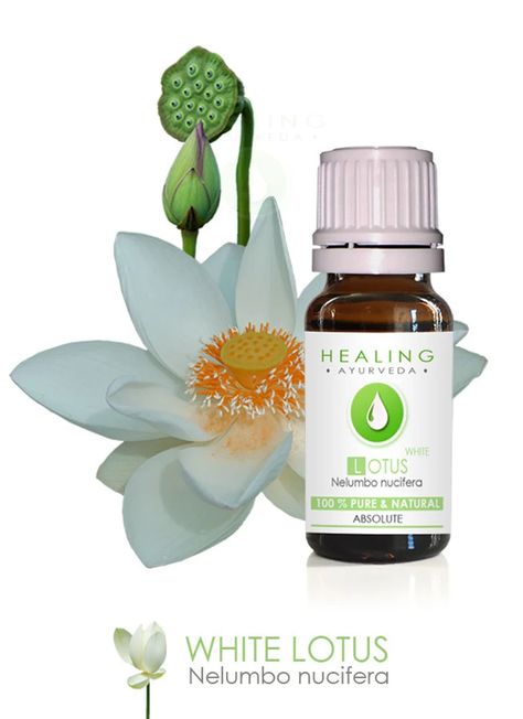 White Lotus Absolute Pure Lotus Natural Flower Oil-nelumbo - Etsy Serbia Lotus Oil, Sacred Lotus, Spiritual Work, Lovely Perfume, Spiritual Love, Citrus Oil, Luxury Soap, Parts Of A Plant, White Lotus