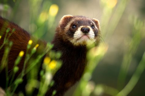 European Polecat, Photographer Profile, Three Witches, Eclectic Witch, Animal Control, National Geographic Photos, Nature Photographs, An Animal, Cute Little Animals