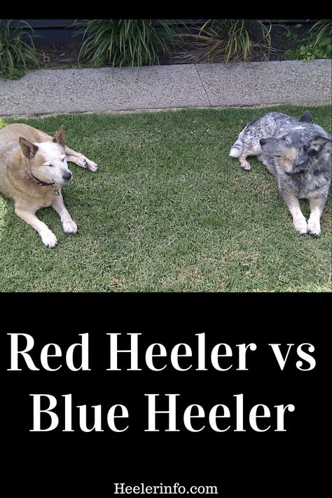 Red Heeler vs Blue Heeler – what’s the difference. Difference between a Red Heeler and Blue Heeler What colors does the Australian Cattle Dog come in? What determines an Australian Cattle Dogs color? What age does an Australian Cattle Dog puppy get their color? What breeds originally make up the Australian Cattle Dog Red And Blue Heeler Mix Puppy, Cattle Dog Quotes, Australian Cattle Dog Funny, Red Heeler Puppy, Red Heeler Puppies, Red Healer, Red Heeler Dog, Queensland Heeler, Blue Heeler Puppy