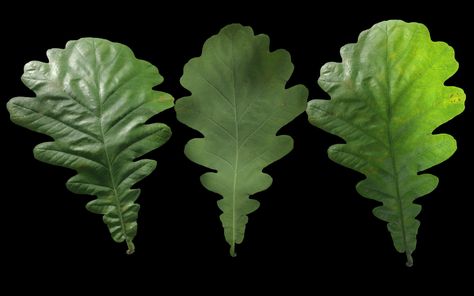 ArtStation - 3d leaf scans, Jakub Dąbrowski Many More To Come, 3d Modelling, More To Come, Blender 3d, Environmental Art, Plant Leaves, Texture, Plants