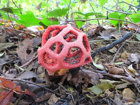 Clathrus ruber - Wikipedia Clathrus Ruber, Crochet Earrings, Stuffed Mushrooms