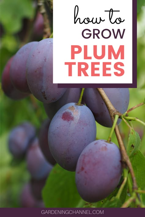 Fruit Tree Fertilizer, Plum Trees Growing, Plum Tree Growing, Growing Fruit Trees From Seed, Pruning Plum Trees, Plum Tree Care, Fast Growing Fruit Trees, Fruit Trees Backyard, Prune Plum