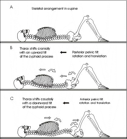 Pelvic Tilt Neutral Pelvis, Yoga Cues, Posterior Pelvic Tilt, Psoas Iliaque, Punkty Spustowe, Nervus Vagus, Feldenkrais Method, Psoas Release, Pta School