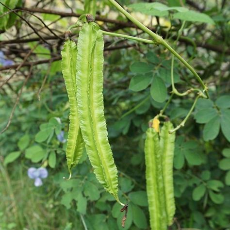 Winged Bean, Bahay Kubo, Vegetable Shop, Types Of Fruit, Veg Garden, Korean Cosmetics, Flower Phone Wallpaper, African Food, Bern