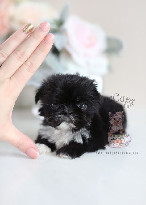 Imperial Shih Tzu by TeaCup Puppies & Boutique! Locally bred and home-raised in South Florida!  #imperialshihtzu #shihtzu #puppy #puppies #teacuppuppy #teacuppuppies Imperial Shih Tzu, Pretty Puppies, Tiny Puppy, Pomeranian Dogs, Chow Chow Dog, Chow Dog, House Pets, Shih Tzu Puppies, Chow Chow Dogs