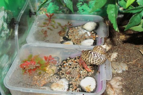 Add a bubble feature to your hermit crab pools! DIY Bubbling Crab Pools - PetDIYs.com Hermit Crab Cage, Hermit Crab Homes, Hermit Crab Habitat, Crabby Patties, Hermit Crab Tank, Fiddler Crab, Class Pet, Hermit Crabs, Crab Shack