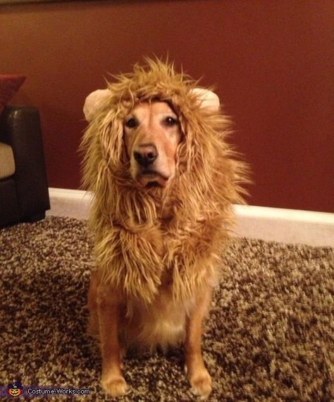 Okay, I just love this because this dog actually has the face of the Cowardly Lion from Wizard of Oz!!! So cute! Dog Lion Costume, Dog Lion Mane, Lion Halloween Costume, Lion Halloween, Holloween Costumes, Perros Golden Retriever, Make Carnaval, Lion Costume, Homemade Costume