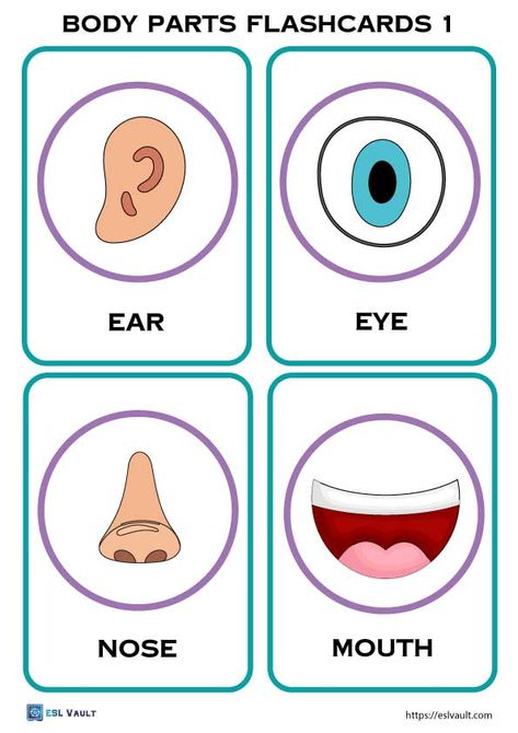 Body Parts For Kids Free Printable, Body Parts Flashcards Free Printable, Printable Face Parts, Body Part Flashcards, Body Parts Flashcards, Body Parts Preschool Activities, Kindergarten Art Crafts, Body Parts For Kids, Free Human Body