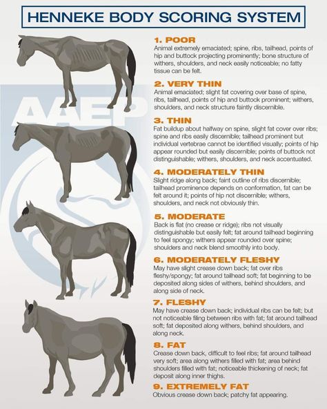 Horse Farm Ideas, Diy Horse Barn, Horseback Riding Tips, Horse Information, Dragon Horse, Horse Care Tips, Horse Anatomy, Horse Tips, Horse Diy