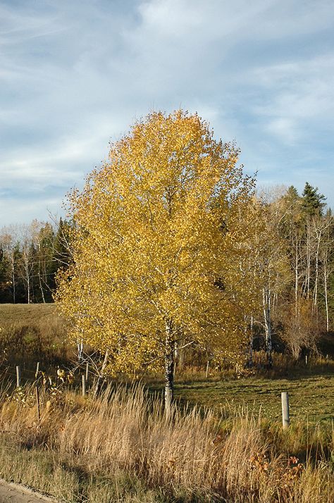 Trembling Aspen (Populus tremuloides) at The Growing Place Trembling Aspen Trees, Populus Tremuloides, Tahoe House, Quaking Aspen, Large Trees, Full Size Photo, Lake Lodge, Aspen Trees, Garden Centre