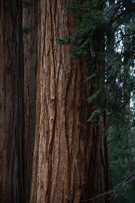 Thanks to Josh Carter for making this photo available freely on @unsplash 🎁 San Francisco Pictures, Sequoia Sempervirens, Sequoia Tree, Tree Images, Nature Posters, Ancient Tree, Conceptual Photography, Creative Instagram Photo Ideas, Photo Tree