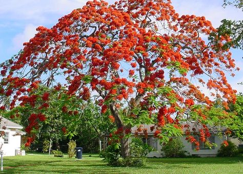 The Best Trees to Plant in Florida | Natives, ornamentals and Fruit trees Florida Trees Landscaping Ideas, Lined Driveway, Florida Trees, Mimosa Tree, Florida Landscaping, Tree Lined Driveway, Landscape Plants, Tropical Landscape, Specimen Trees