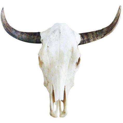 2024 Sketchbook, Accessories Png, Skull Home Decor, Steer Skull, Sculptural Wall, Photography Collage, Cow Head, Bull Skull, Bull Skulls