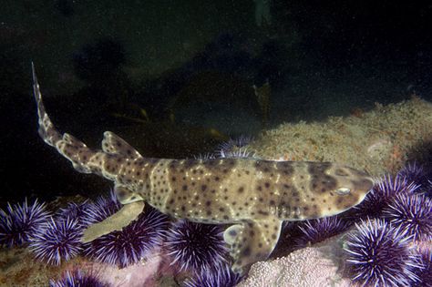 California Swell Shark Swell Shark, Shark Pictures, Underwater Painting, Kelp Forest, Shark Art, Underwater Animals, Aquatic Animals, Whale Shark, Ocean Life