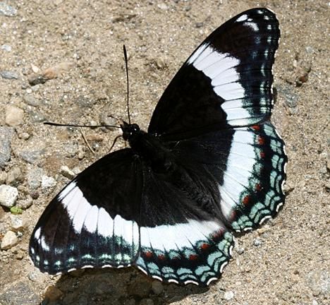 White Admiral Butterfly White Admiral Butterfly, Admiral Butterfly, Royal Ontario Museum, Happy Canada Day, Swallowtail Butterfly, Flower Ball, Bugs And Insects, Moon Flower, Moth