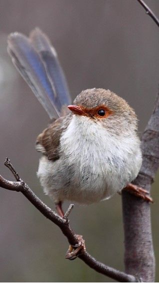 Blue Wren, Birds Of Australia, Australian Wildlife, Australian Birds, Blue Birds, Backyard Birds, Bird Pictures, Bird Drawings, Bird Illustration