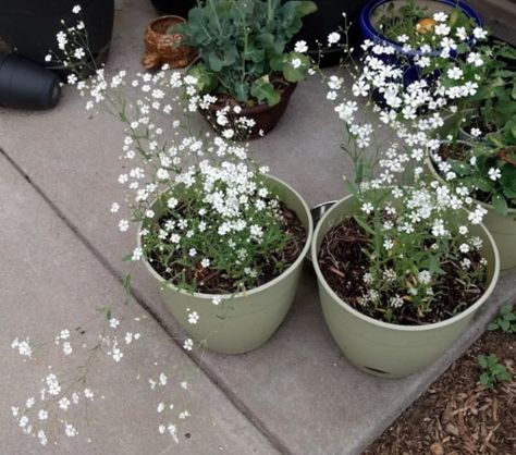 Gypsophila elegans (Baby's Breath) Gypsophila Elegans, White Plants, African Violets, Chrysanthemum, Water Lilies, Lily Of The Valley, Poinsettia, Pansies, Daffodils