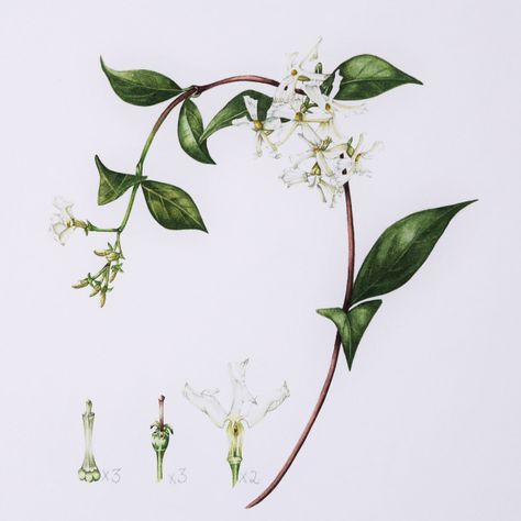 Star Jasmine Illustration, Jasmine Botanical Illustration, Star Jasmine Flower Tattoo, Star Jasmine Tattoo, Jasmine Vine Tattoo, Arabian Jasmine Flower Tattoo, Jasmine Flower Painting, Jasmine Flower Art, Jasmine Flower Illustration