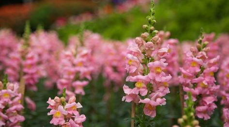 How to Plant, Grow, and Care for Snapdragons Insecticidal Soap, Cut Flower Garden, Powdery Mildew, Annual Flowers, Neem Oil, Ornamental Plants, Petunias, How To Grow, Cut Flowers