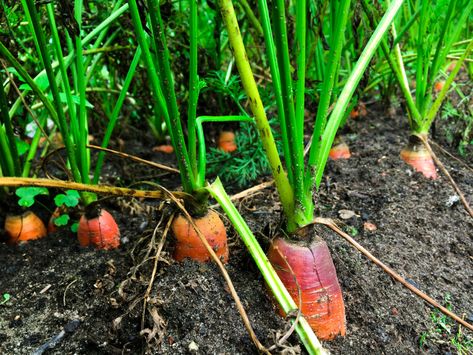 How To Harvest, Store and Preserve Carrots Preserve Carrots, Preserving Carrots, Canning Carrots, Carrot Harvest, Harvesting Carrots, Garden Canning, How To Store Carrots, Grow Avocado, Smelling Flowers