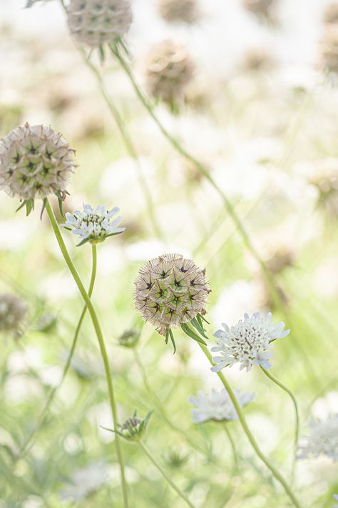 Scabiosa stellata, 'Sternkugel' Scabiosa Stellata, Pale Blue Flowers, Autumn Things, Blue Lighting, Seed Catalogs, Summer Bedding, Types Of Soil, Small Plants, Flower Seeds