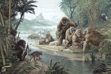 Gigantopithecus with Homo erectus. Artwork showing a scene in North Vietnam, 1.8 million years ago, with Gigantopithecus (right), the largest known primate, and an early human species Homo erectus (left). This artwork is by the British illustrator John Sibbick. John Sibbick, Pleistocene Megafauna, Cenozoic Era, Homo Erectus, Pre History, Western Lowland Gorilla, Prehistoric Wildlife, Early Humans, North Vietnam