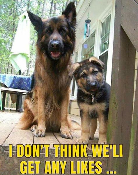 German Shepherd Family, Beauty And Grace, Working Dog, Farm Dogs, Foster Dog, Service Dog, Guard Dogs, Working Dogs, Service Dogs